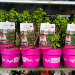 Malina červená (Rubus idaeus) ´LUCKYBERRY®´ - výška 30-40 cm, kont. C5L - NÍZKO RASTÚCA ODRODA